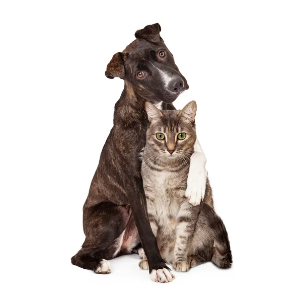 Pençe etrafında kedi ile köpek — Stok fotoğraf