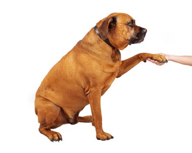el sıkışırken mastiff köpek