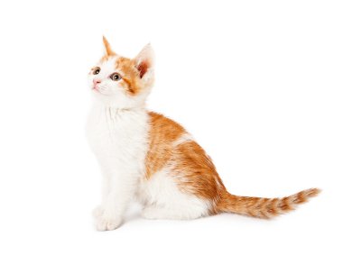 Kırmızı ve beyaz yavru kedi