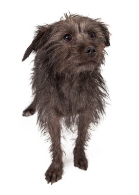 utangaç kurtarma köpeği