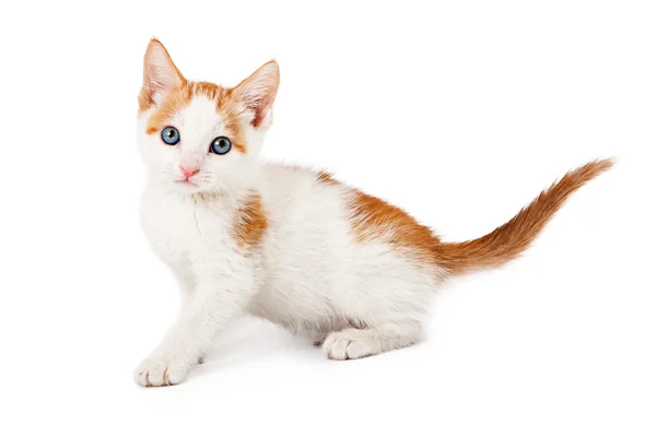 Kotek czerwony i biały — Zdjęcie stockowe