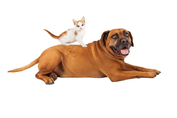 Kattunge sitter på mastiff hund — Stockfoto