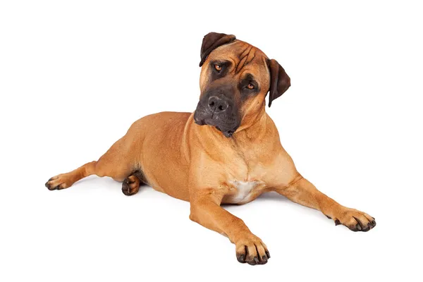 Mastiff dog — Stock Photo, Image