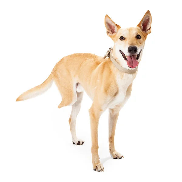 Dog Missing Back Leg — Stock Photo, Image