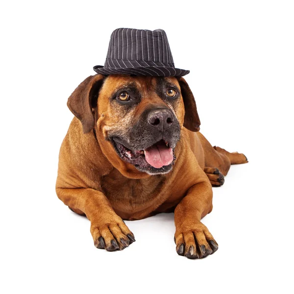 Mastiff bär kritstreck hatt — Stockfoto