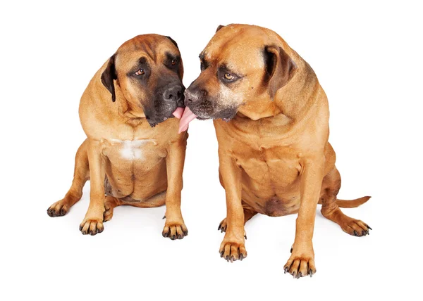 Dois mastim cães beijar — Fotografia de Stock