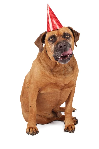 Bullmastiff hund bär födelsedag hatt — Stockfoto