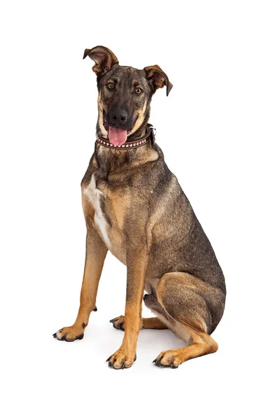 German Shepherd Mixed Breed Dog — Stock Photo, Image