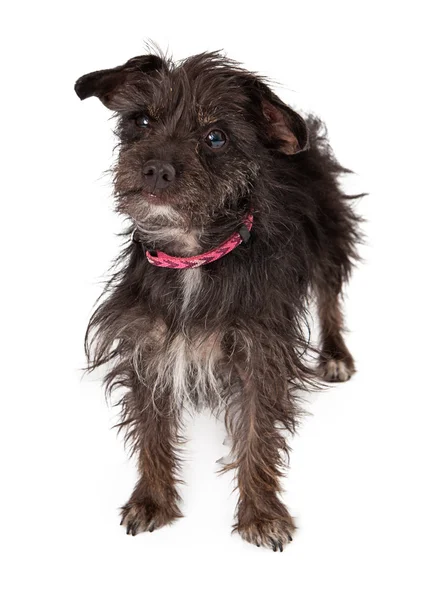 Terrier de raza mixta —  Fotos de Stock