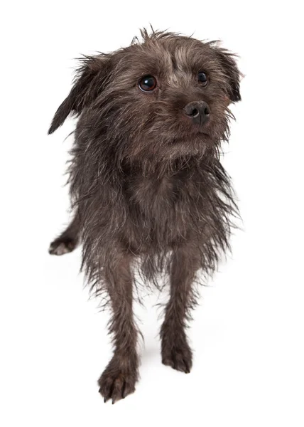 Shy Rescue Dog — Stock Photo, Image