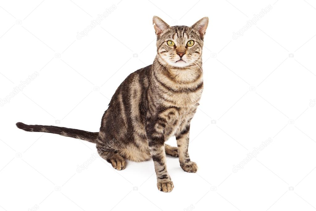 Feral Cat With Eartipping