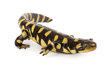 Doğu kaplan semenderi