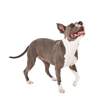Pitbul köpek bakarak yürüyen