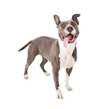 Playful Pit Bull Tongue Out clipart