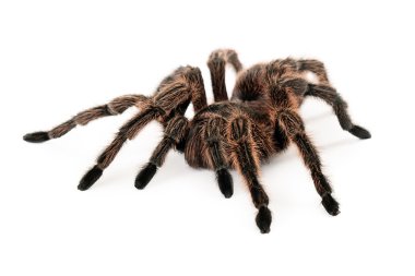 Gül saç tarantula