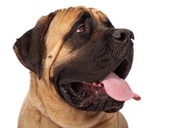 Mastiff köpek