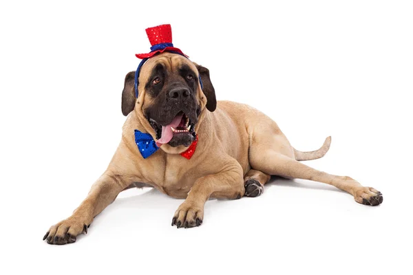 Grappige mastiff op vierde van juli — Stockfoto