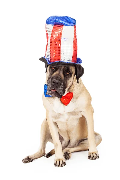 Mastiff hond op independence day — Stockfoto