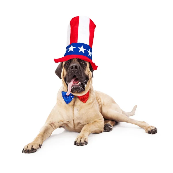 Mastiff Fourth of July Hat and Tie — Stock Photo, Image