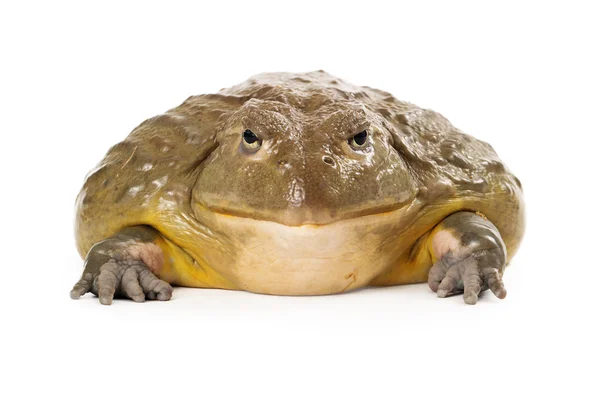 Chochlik Afrykańskiej żaby — Zdjęcie stockowe
