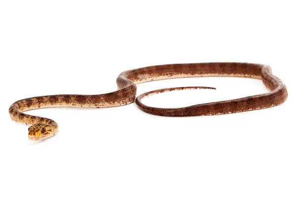 亚马逊树蟒蛇 — 图库照片