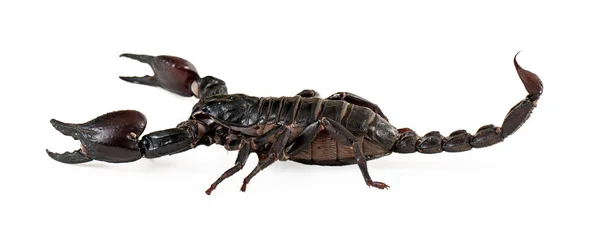 Vista lateral do escorpião da floresta asiática — Fotografia de Stock