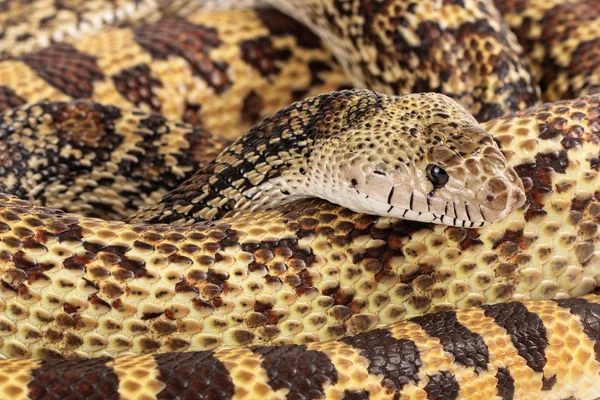 Közelkép bullsnake — Stock Fotó