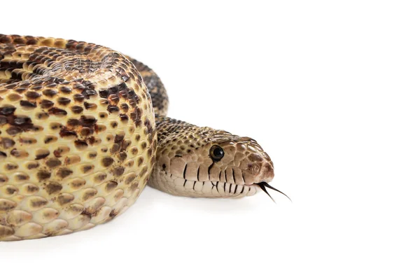 Bullsnake recortado con espacio de copia — Foto de Stock