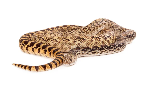 Bullsnake arrotolato — Foto Stock