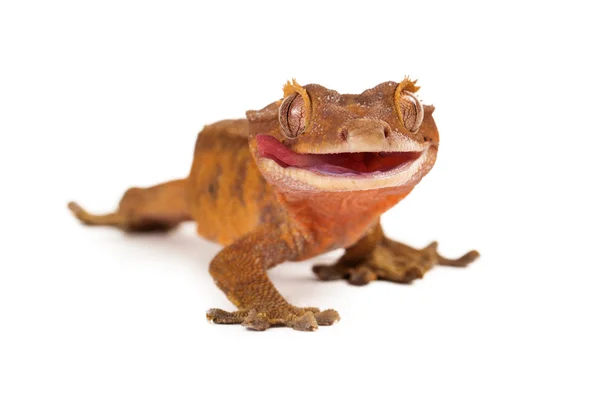 Crested Gecko Licking Lips — Stock Photo, Image