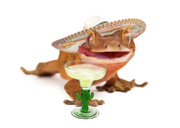 Crested gecko wearing sombrero with margarita — Stock Photo, Image