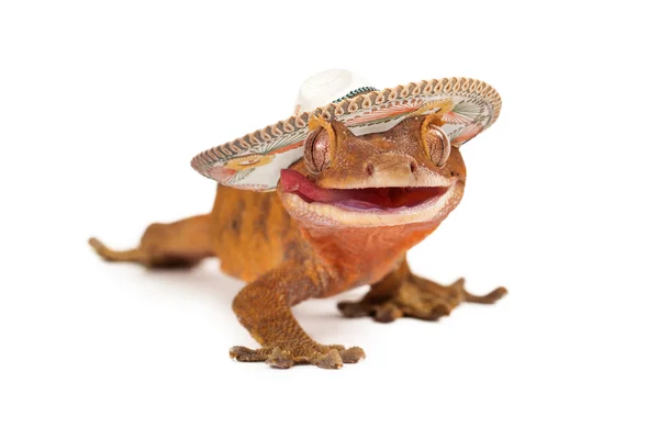 Funny crested gecko wearing sombrero — Stock Photo, Image
