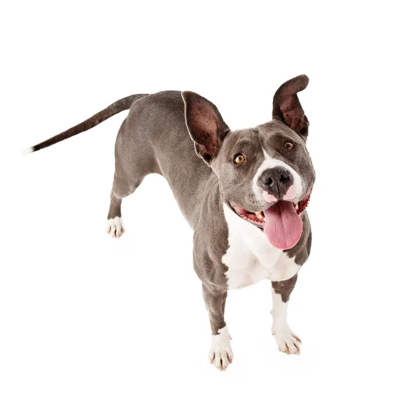 Happy Pit Bull Dog de pie mirando hacia arriba — Foto de Stock