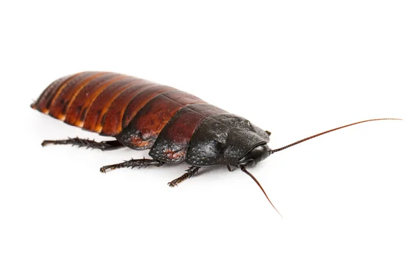 Hissing Cockroach — Stock Photo, Image