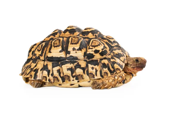 Leopardenschildkröte — Stockfoto