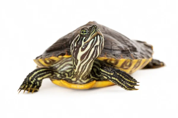 Flussschildkröte — Stockfoto