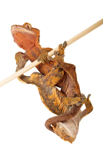 Two crested Geckos Hanging Out — Stock Photo, Image