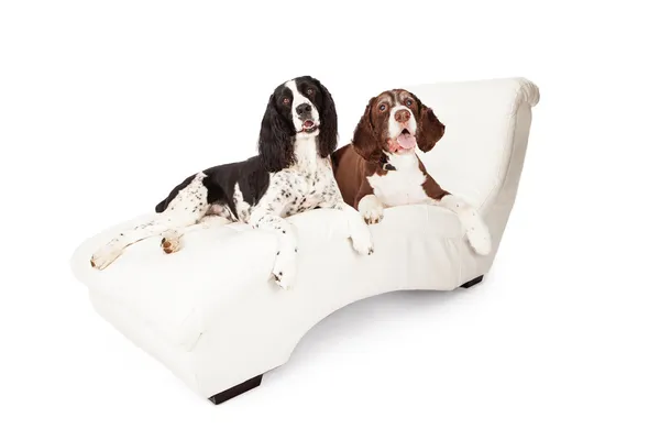 Dua Springer Spaniel Dogs di Chaise Lounge — Stok Foto