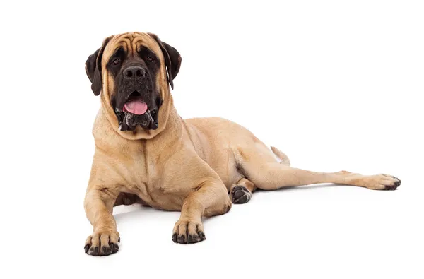 Uppmärksam mastiff hund om — Stockfoto