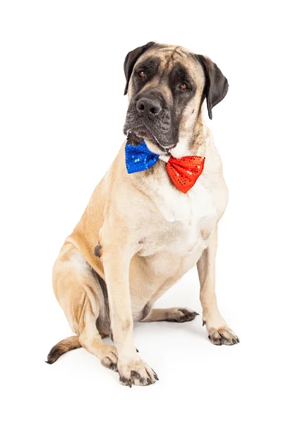 Mastim cão vestindo independência dia gravata — Fotografia de Stock