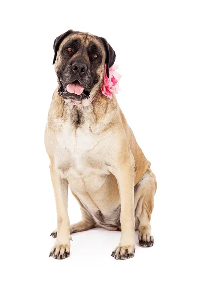 Kvinnlig engelsk mastiff i rosa — Stockfoto
