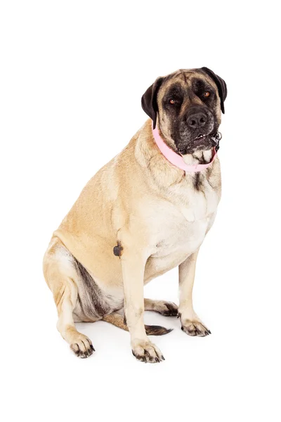 Female English Mastiff Pink Collar — Stock Photo, Image