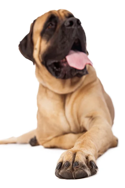 Μαντρόσκυλο σκυλί περιποίηση νυχιών — Φωτογραφία Αρχείου