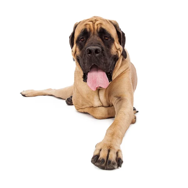 Mastiff hund tass extended — Stockfoto