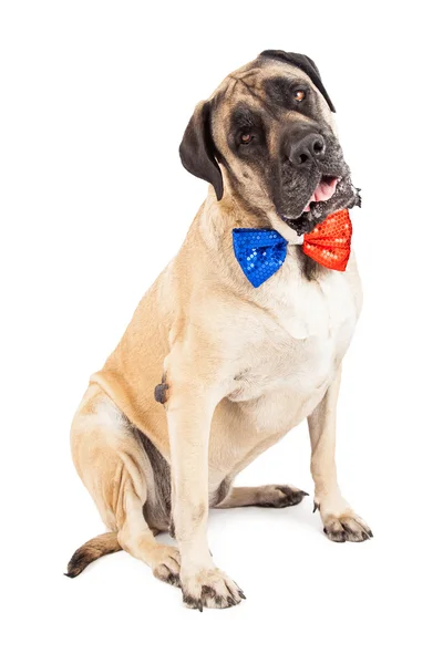 Mastiff hond rode en blauwe feestelijke stropdas — Stockfoto