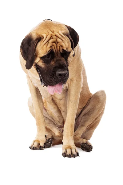 Mastim cão sentado olhando para baixo — Fotografia de Stock