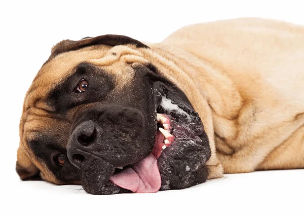 Yorgun İngiliz mastiff portre — Stok fotoğraf