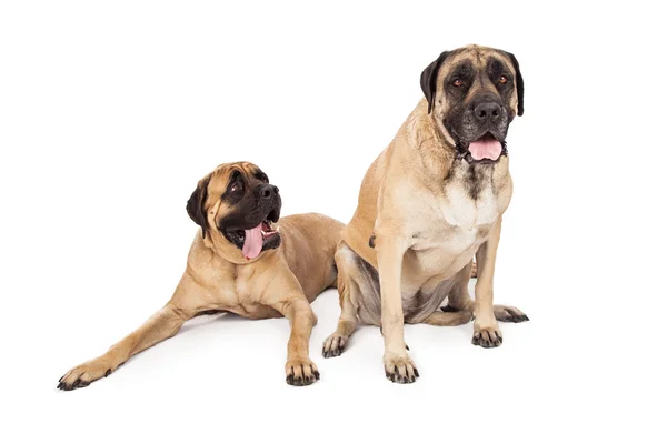 Dwa psy duże Mastif angielski — Zdjęcie stockowe