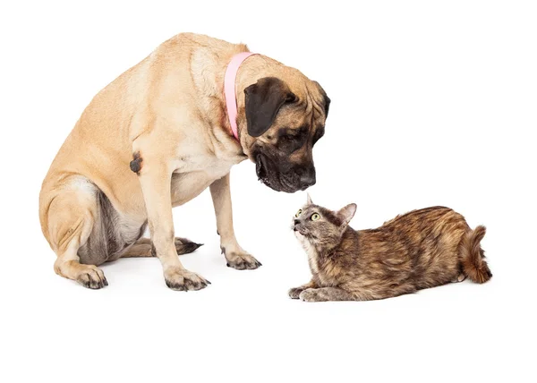 Doggen-Hund schaut auf erwachsene Katze herab — Stockfoto