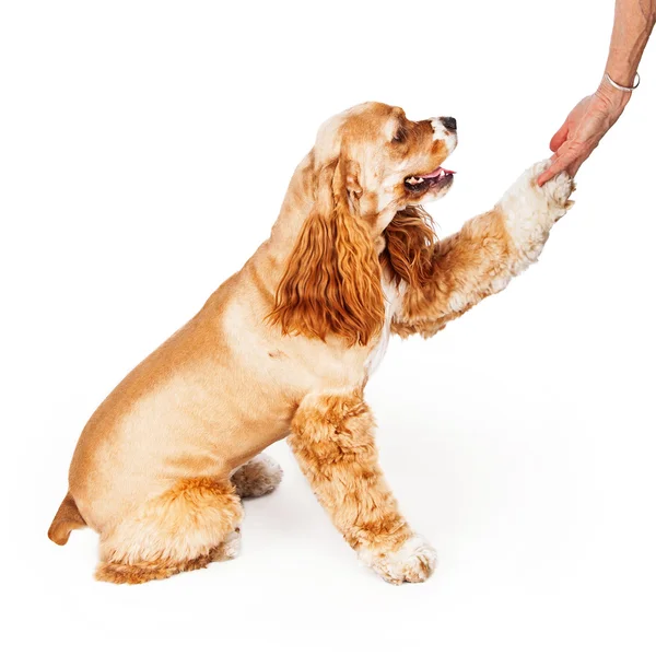 Cocker spaniel pies — Zdjęcie stockowe